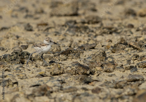 Kentish Plover chick at Busiateen coast  Bahrain