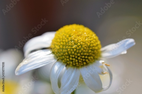 Oxeye daisy close-up.