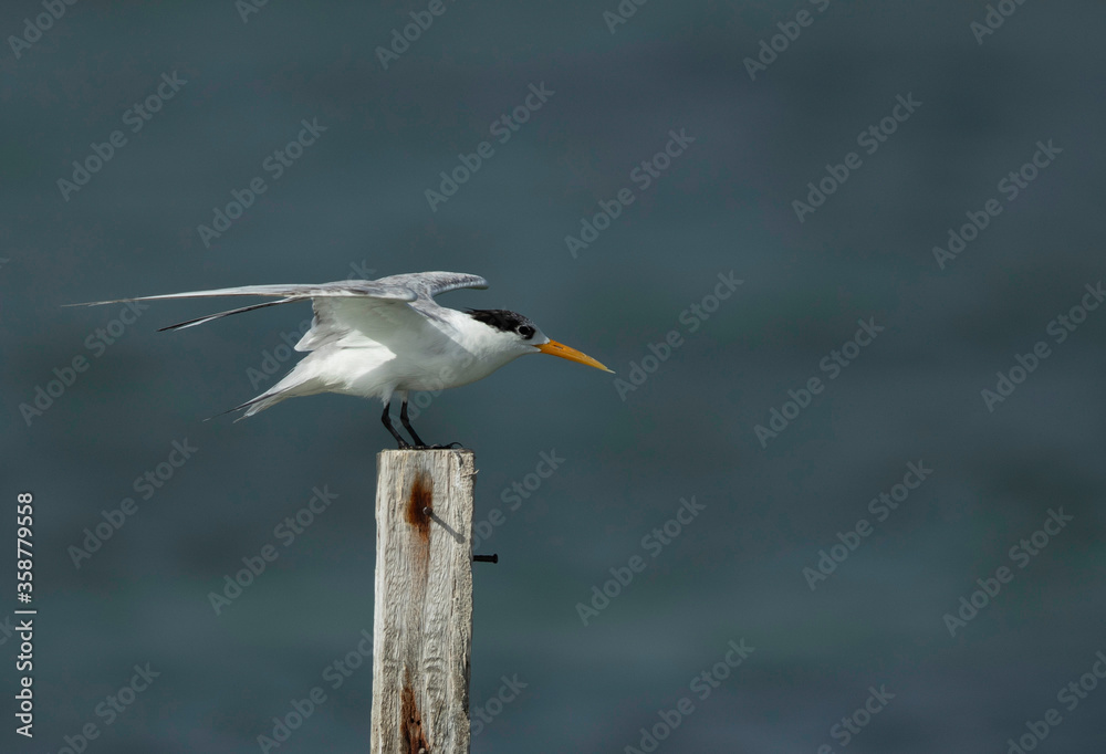 Greater Crested Tern perched on wooden log at Busaiteen coast, Bahrain