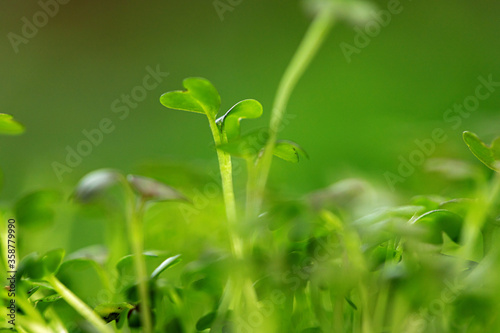 Young green sprout of micro green on blurred background