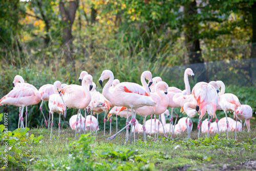 Flock (flamboyance, regiment, colony) of flamingos
