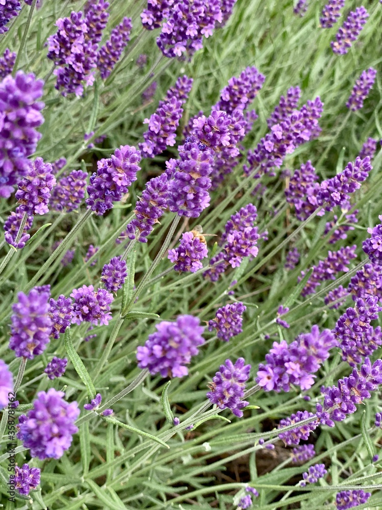 Fototapeta premium Lavendel