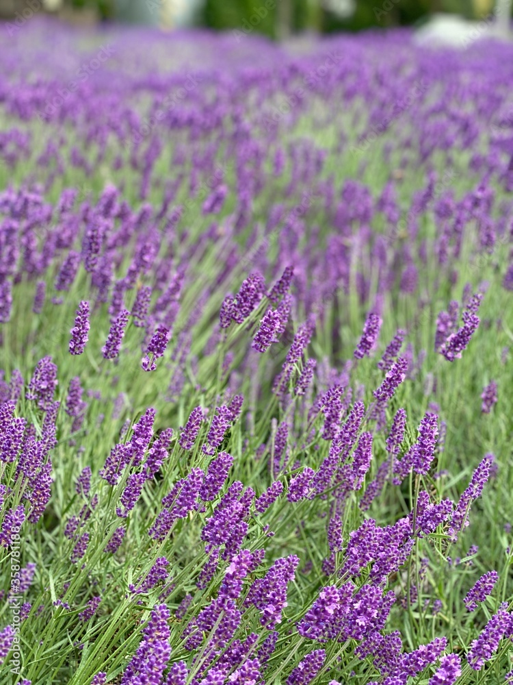 Lavendel Lavendel