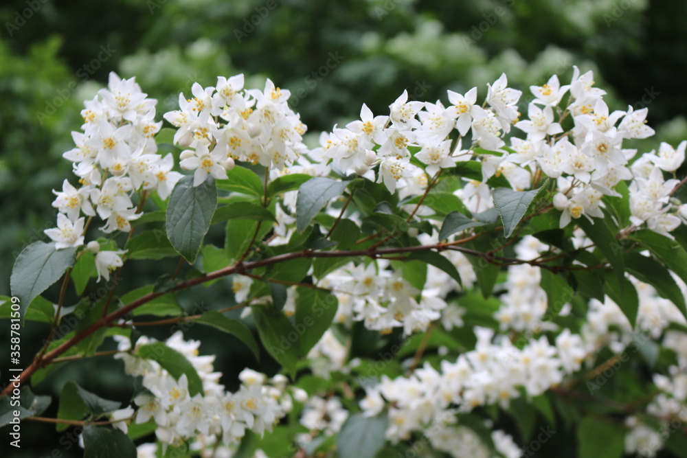 White flowers with yellow stamens bloom on a bush in spring
White flowers with yellow stamens bloom on a bush in spring
