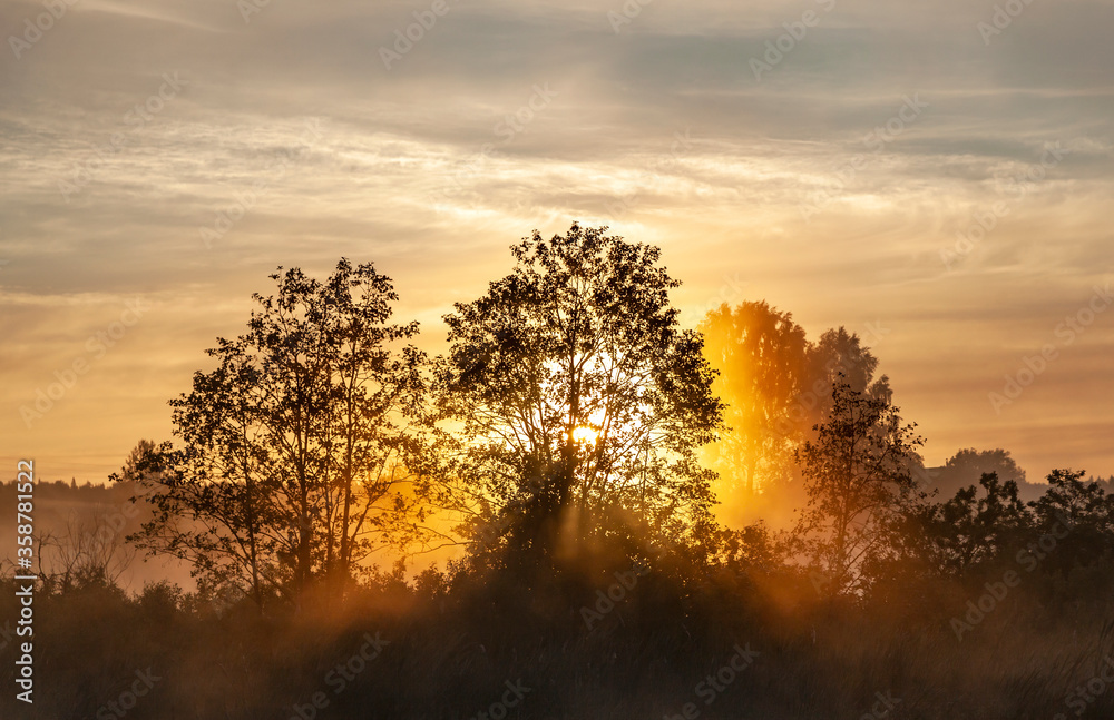 Sunlight penetrates tree branches during sunrise