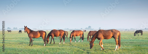 many brown horses graze in green meadow under blue sky in warm morning light near utrecht