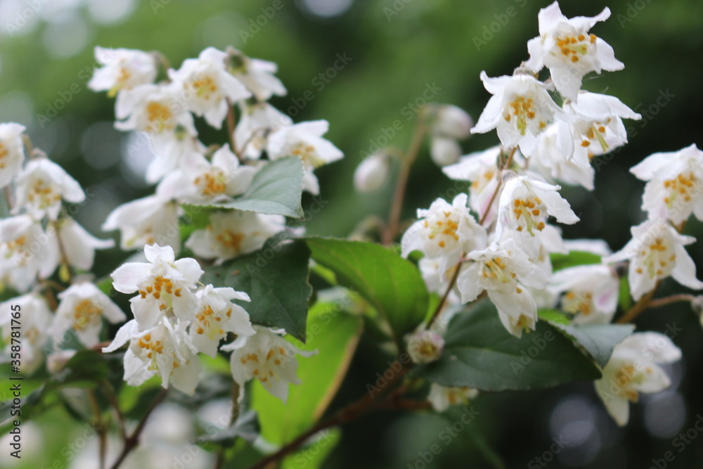 White flowers with yellow stamens bloom on a bush in spring
White flowers with yellow stamens bloom on a bush in spring