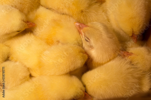 close up of yellow chicken © Виктория Матвейчук