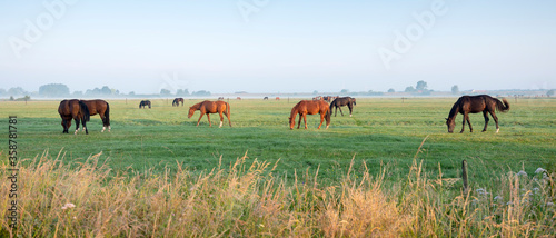 many brown horses graze in green meadow under blue sky in warm morning light near utrecht