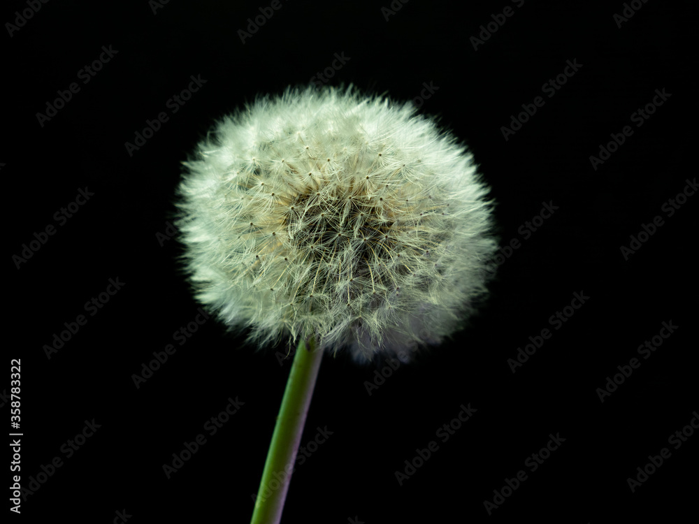 dandelion on black background dandelion on black background