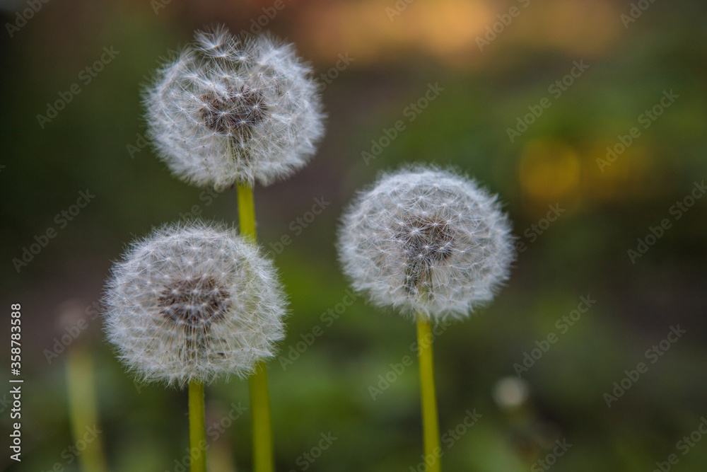 White dandelion growing in the field. Nature. The world. Close-up White dandelion growing in the field. Nature. The world. Close-up