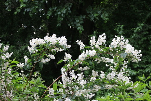 
White flowers with yellow stamens bloom on a bush in spring