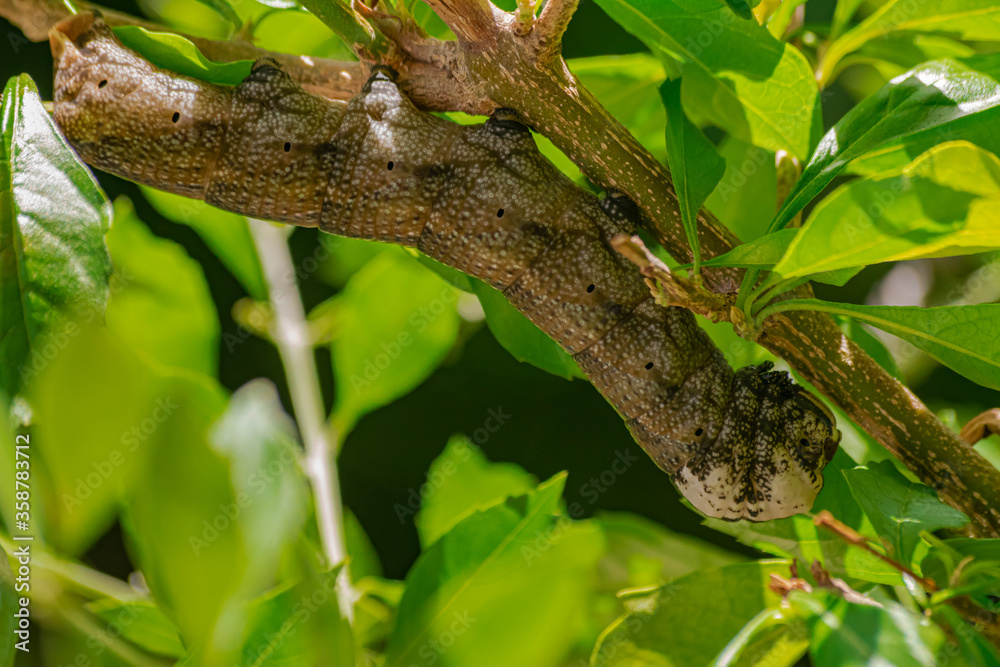 African death's head hawkmoth caterpillar, (Acherontia atropos), on a branch with green leaves African death's head hawkmoth caterpillar, (Acherontia atropos), on a branch with green leaves