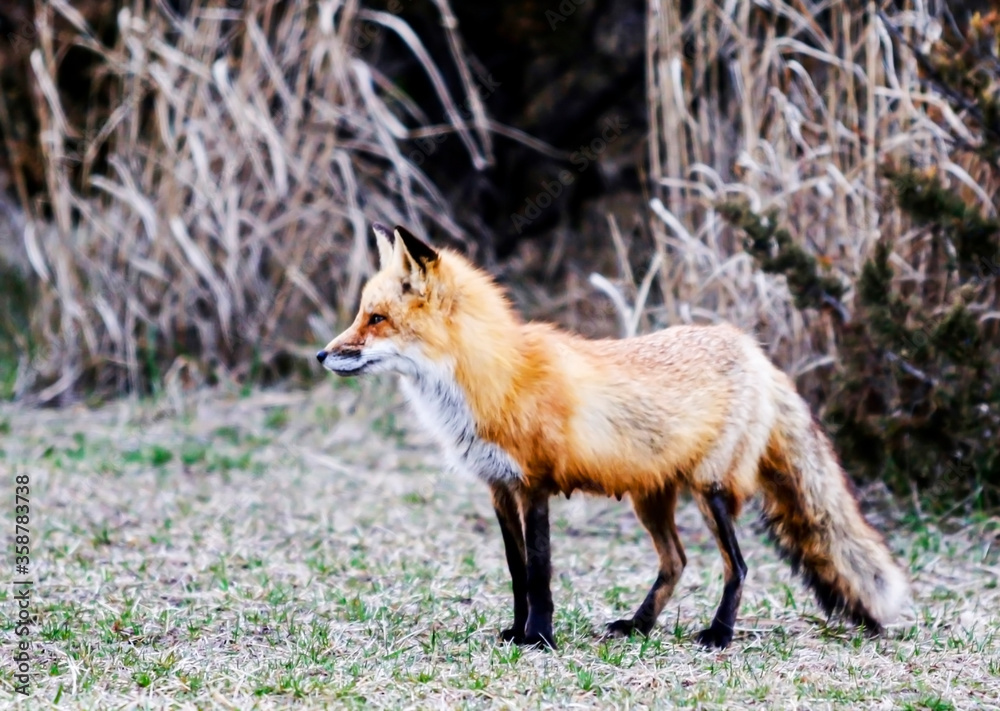 Red fox Fire Island New York USA