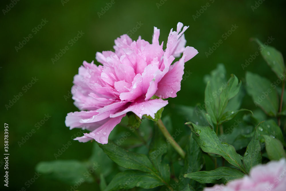 Light pink peony flower covered with dew in the soft ligth on the morning Light pink peony flower covered with dew in the soft ligth on the morning
