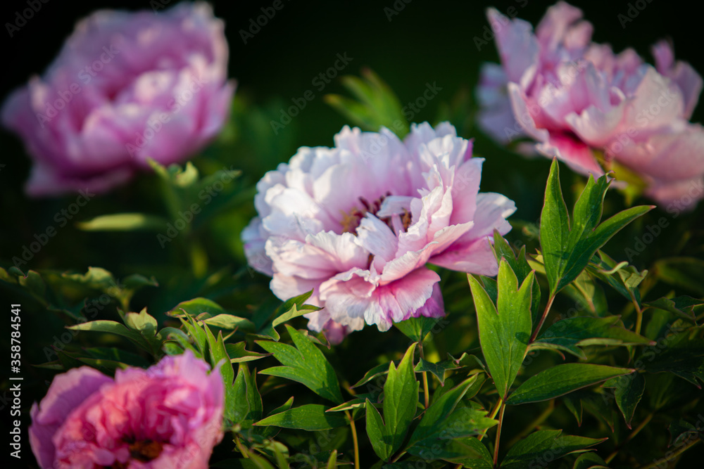 Robust pink peony flowers in the warm contrast evening sun