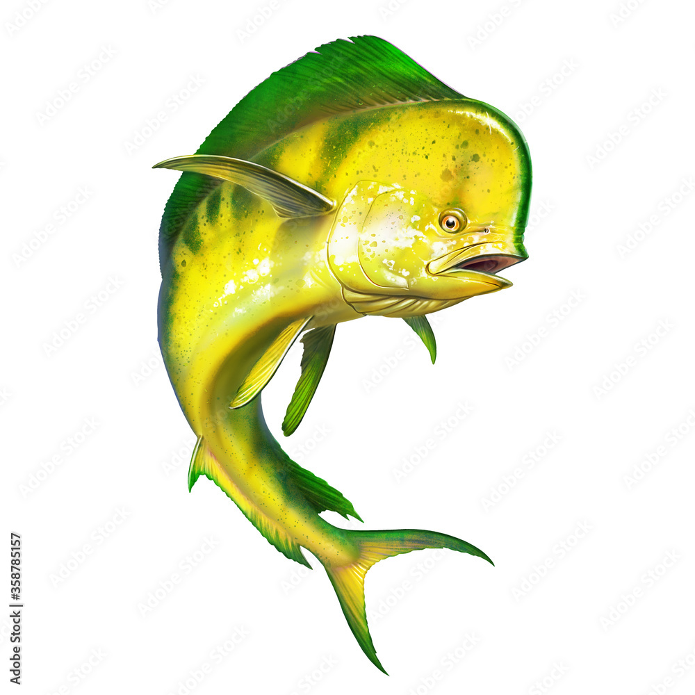 Mahi mahi or dolphin fish on isolate. Mahi mahi yellow fish realistic