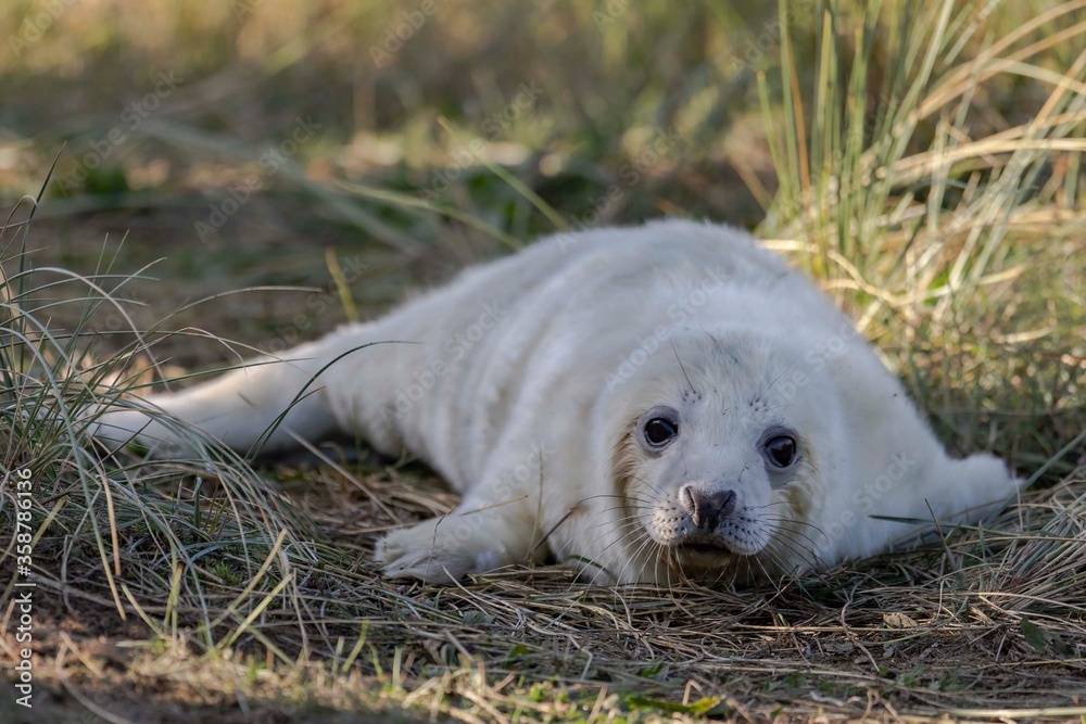 Grey Seal pup, Donna Nook, Lincolnshire