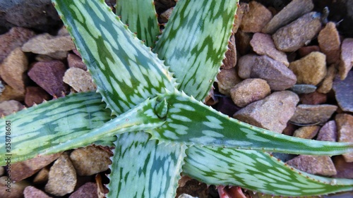 Beautiful Tiny Potted Variegated Aloe with Gravel