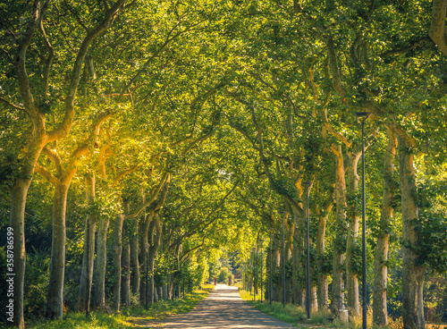 Walkway lane path with big trees © TravelWorld