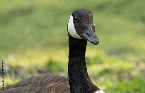 Canadian Geese at a Michigan Metro Park on a sunny day photo