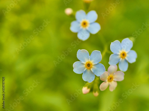 little blue forget-me-not flowers close-up on green natural background. Myosotis. selective focus. copy space. 