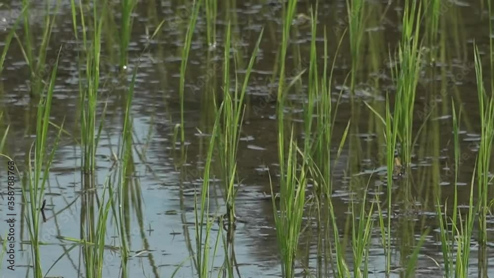 Paddy field. Nature. Vegetation. light. Paddy field. Nature. Vegetation. light.