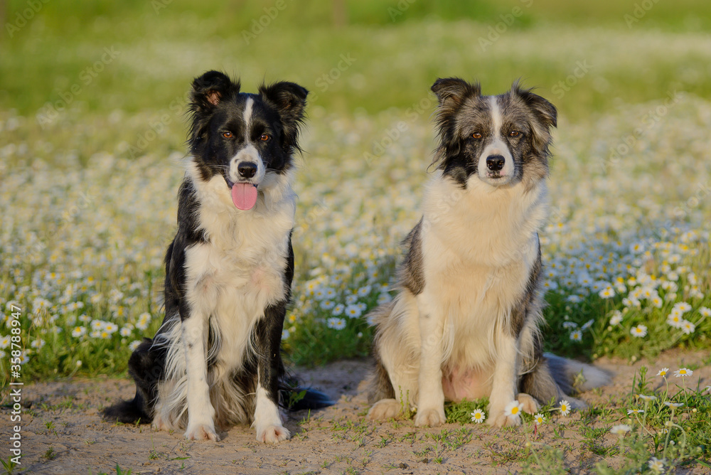 Two Border Collie dogs of a marble and black and white and white color sits in a daisy on a sunny summer day