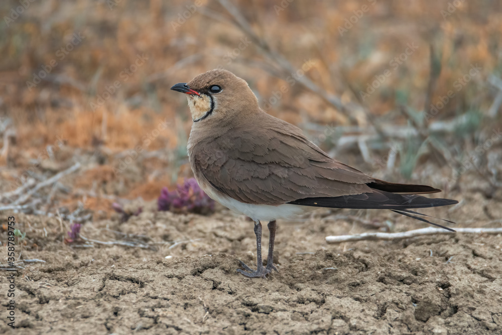 Portrait of a beautiful bird collared pratincole (Glareola pratincola) on a blurred natural background. Birdwatching, birds of the steppe landscapes. Copy space.
