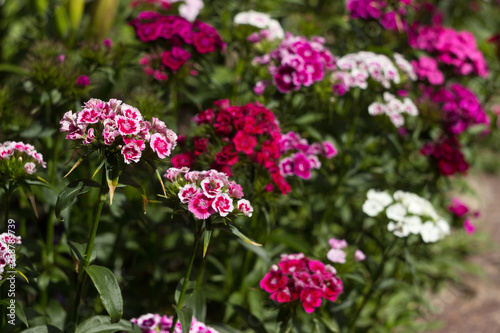 Dianthus barbatus  Sweet William Flower   bright multi-colored Turkish carnation blooms in the flowerbed. Floral background  white  pink and red flowers