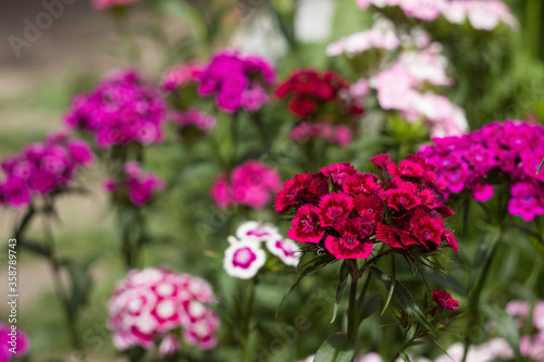 Dianthus barbatus  Sweet William Flower   bright multi-colored Turkish carnation blooms in the flowerbed. Floral background  white  pink and red flowers