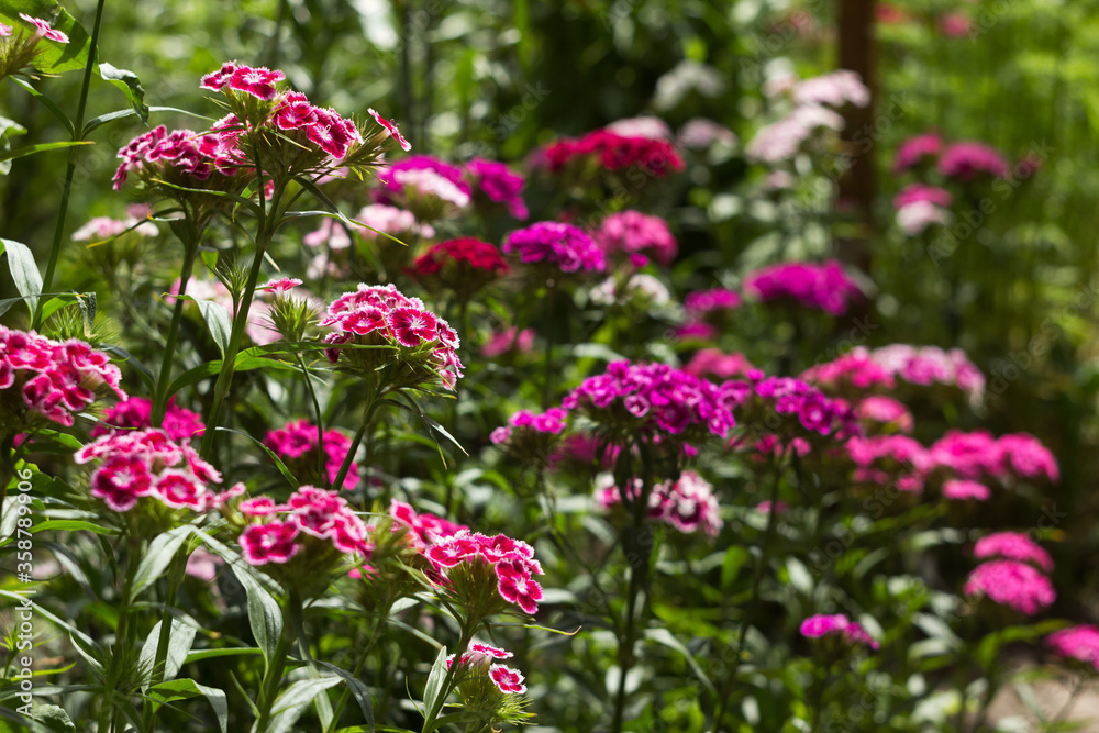 Dianthus barbatus (Sweet William Flower), bright multi-colored Turkish carnation blooms in the flowerbed. Floral background, white and red flowers Dianthus barbatus (Sweet William Flower), bright multi-colored Turkish carnation blooms in the flowerbed. Floral background, white and red flowers