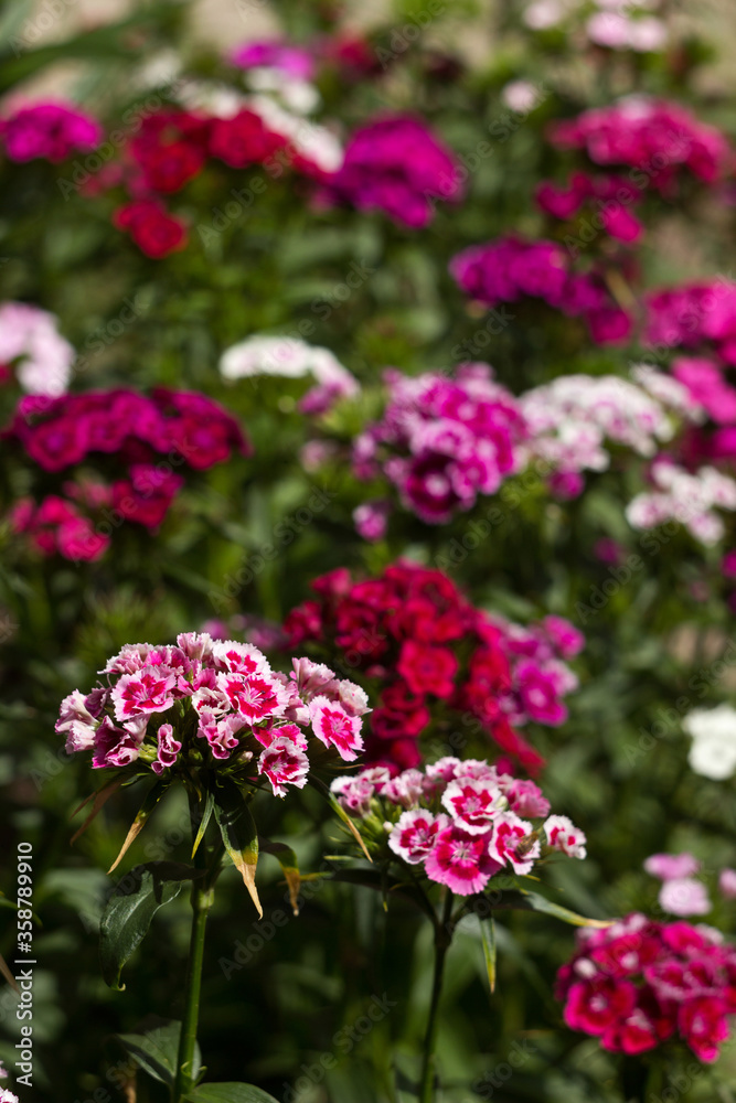 Dianthus barbatus (Sweet William Flower), bright multi-colored Turkish carnation blooms in the flowerbed. Floral background, white and red flowers Dianthus barbatus (Sweet William Flower), bright multi-colored Turkish carnation blooms in the flowerbed. Floral background, white and red flowers