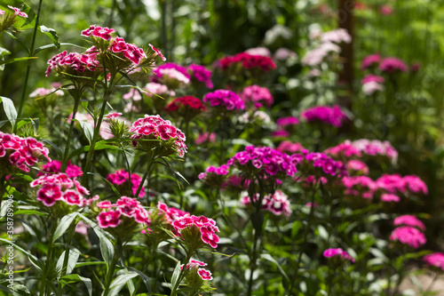 Dianthus barbatus (Sweet William Flower), bright multi-colored Turkish carnation blooms in the flowerbed. Floral background, white and red flowers