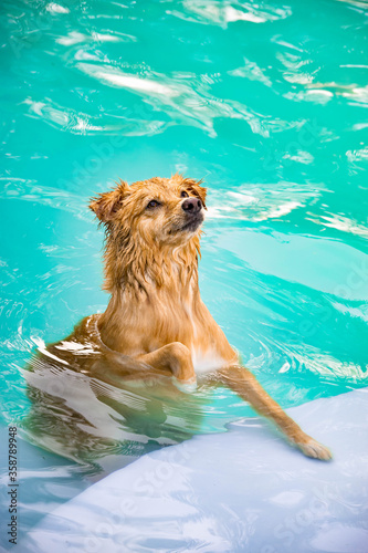 Dog playing in the water on a summer day