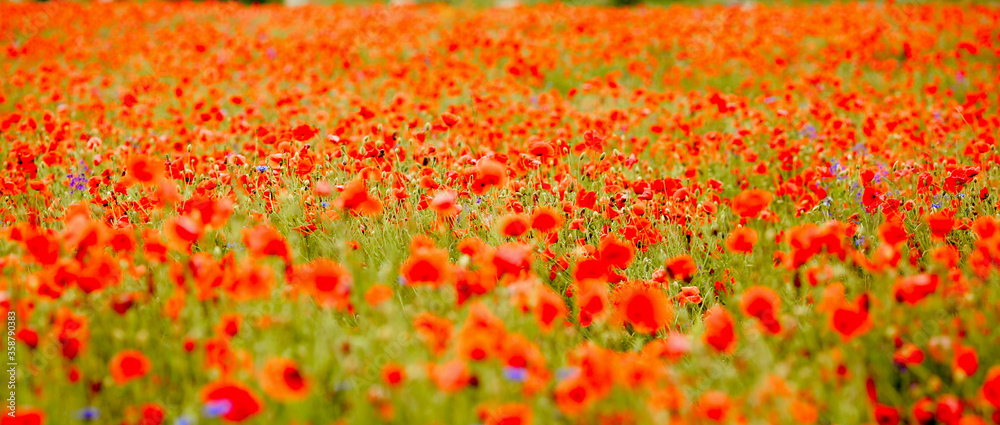 Banner with floral background of red poppies. Field of poppies. Agriculture. Sunset sun. Rays, flash and bokeh effect. Bright floral and summer concept.