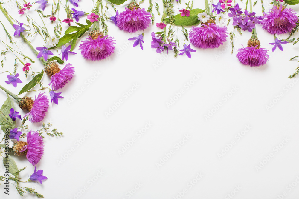 purple summer flowers on white background