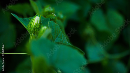 Passiflora foetida, Bush Passion Fruit, Foetid Passion Flower, Granadilla Cimarrona, Hispid granadilla, Love-In-A-Mist Passionflower, Mossy Passionflower, Running Pop, Stinking Granadilla