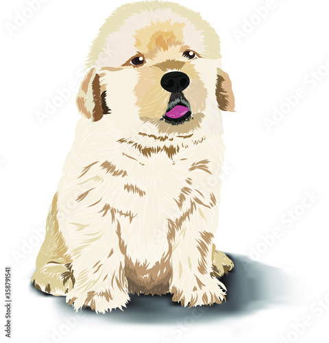 Baby Golden Retriever The Dog - Vector and Illustration
