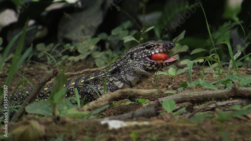 Teiú lizard (“Tupinambis merianae”) eating fruit.