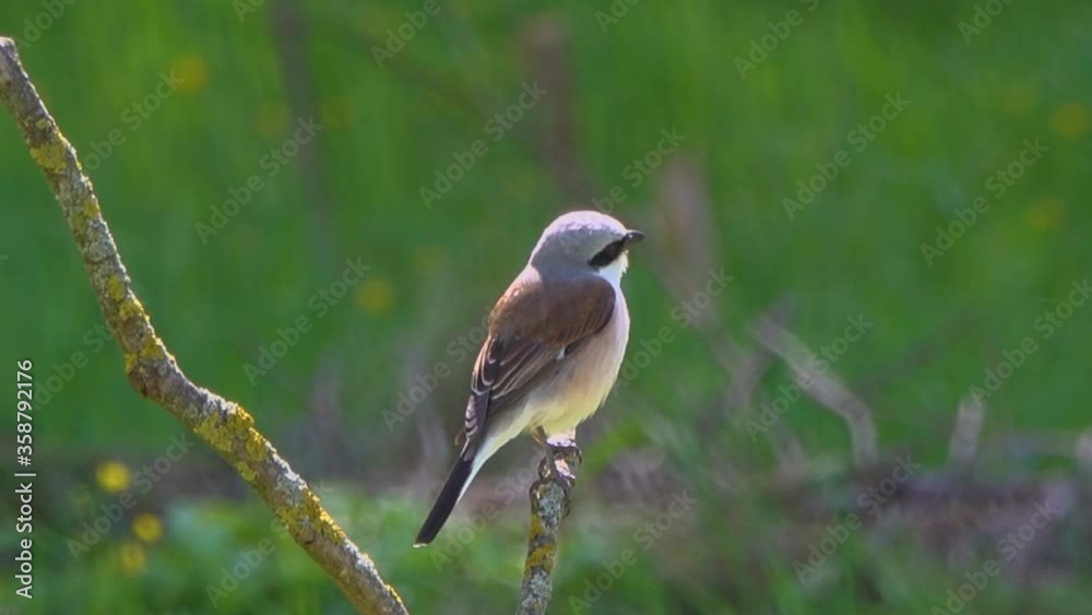 Long-tailed shrike sits on a dry branch in a meadow.