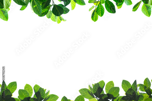 Fresh green leaves on white background with copy space.