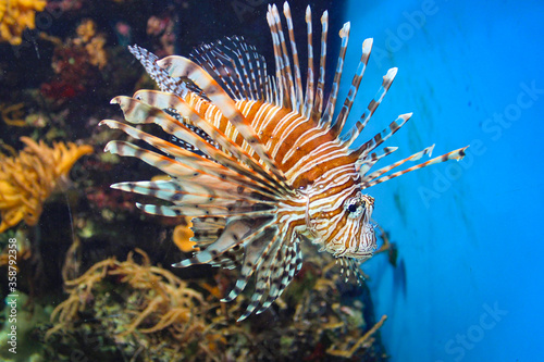 Red Lionfish - Beautiful And Dangerous Animals. A Very Dangerous Fish Of The Caribbean Sea © CuteIdeas