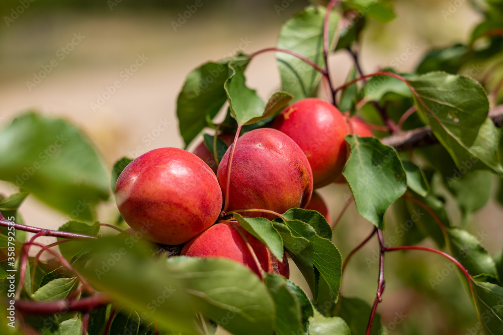 Apricot Apricot