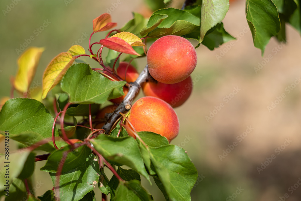 Apricot, Roussillon apricot branch