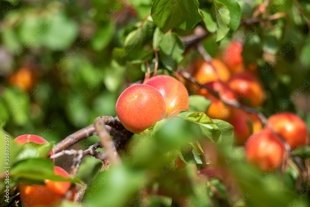 Apricot, Roussillon apricot branch