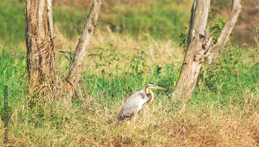 Close up look of great blue heron with Green Grass Background
