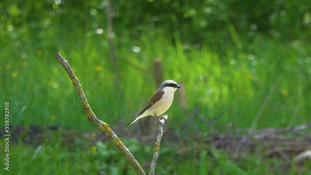 Long-tailed shrike sits on a dry branch in a meadow. Long-tailed shrike sits on a dry branch in a meadow.
