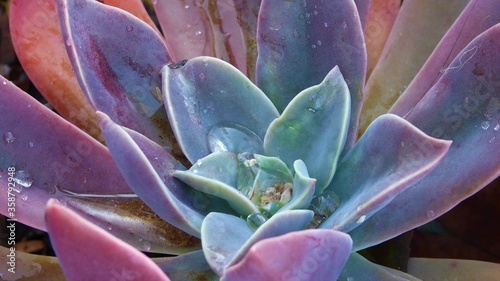 Purple-Blue Echeveria / Desert Rose with Rainwater