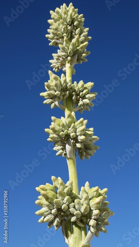 Giant Flowering Bract of a Kalanchoe luciae Plant against the Karoo Sky